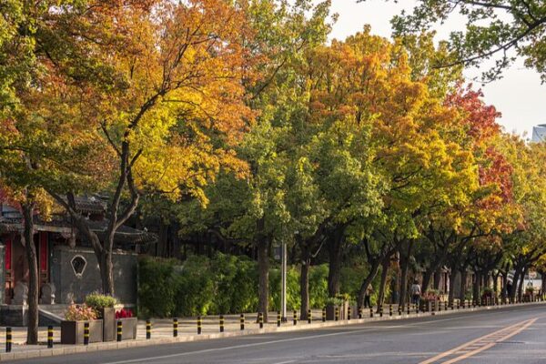 🌳 Beijing se transformará en una ciudad jardín: ¡Más espacios verdes para 2024! __Beijing_se_transformara__en_una_ciudad_jardi_n___Ma_s_espacios_verdes_para_2024_