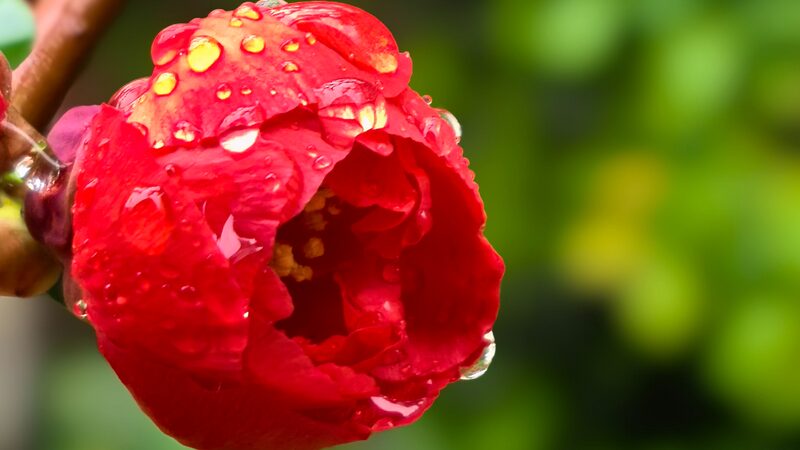 Belleza_Floreciente__Las_Flores_de_Beijing_Brillan_Despue_s_de_una_Refrescante_Lluvia_de_Primavera____