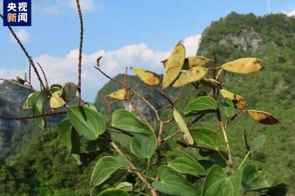 Belleza Oculta Redescubierta: Planta Rara Phanera Encontrada en el Suroeste de China 🌿 Belleza_Oculta_Redescubierta__Planta_Rara_Phanera_Encontrada_en_el_Suroeste_de_China__