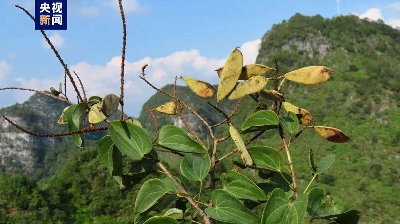 Belleza_Oculta_Redescubierta__Planta_Rara_Phanera_Encontrada_en_el_Suroeste_de_China__