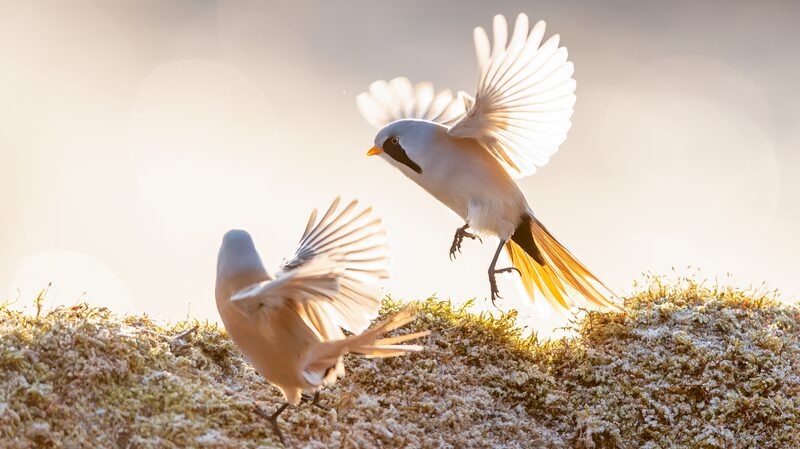Bigotudos_realizan_un_ballet_invernal_en_los_humedales_congelados_de_Heilongjiang____