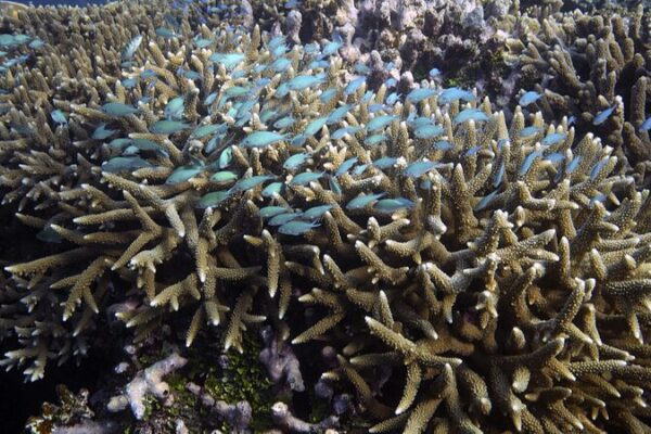 Blanqueamiento_Masivo_Afecta_la_Gran_Barrera_de_Coral_en_Australia