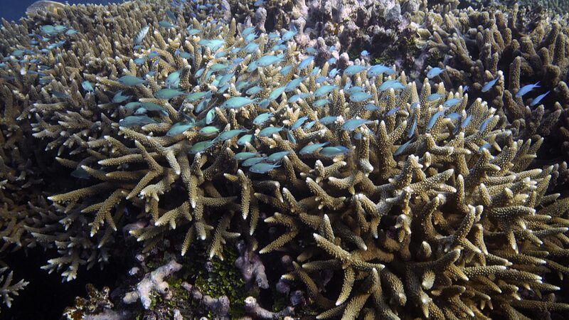 Blanqueamiento_Masivo_Afecta_la_Gran_Barrera_de_Coral_en_Australia