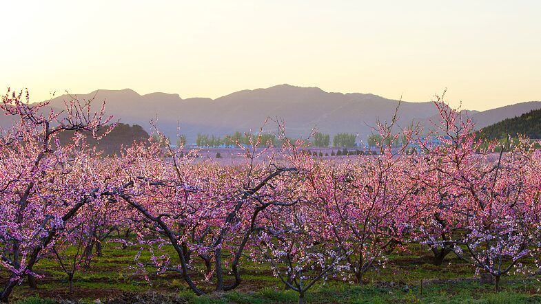 Blossom_Bliss__El_Festival_Internacional_de_Flor_de_Durazno_en_Pinggu__Beijing__Estalla_en_Floracio_n video poster