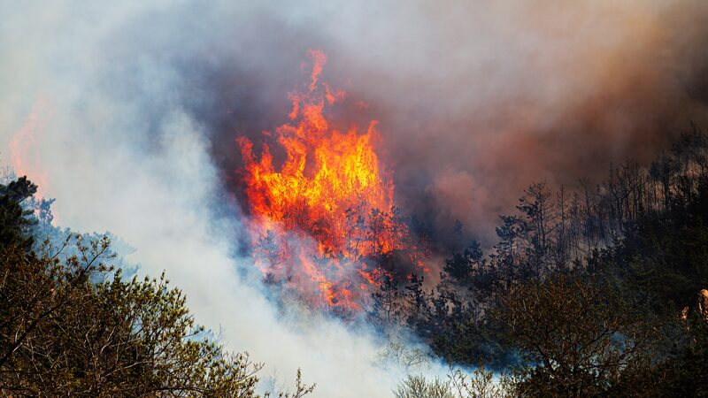 ___Bombero_y_funcionario_forestal_acusados_por_incendios_mortales_en_Chile___