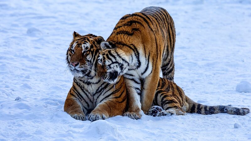 _Boom_de_bebe_s__Ma_s_de_35_cachorros_de_tigre_y_leopardo_nacen_en_el_noreste_de_China_