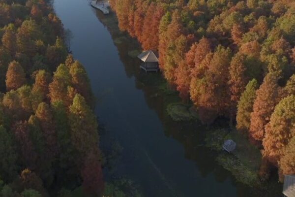 Bosques_Dorados__A_rboles_de_Metasecuoya_Pintan_Gaoyou_en_Tonos_Ca_lidos video poster