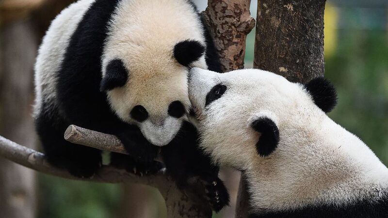_Buenas_noticias__Los_pandas_gigantes_prosperan_en_el_suroeste_de_China__ video poster