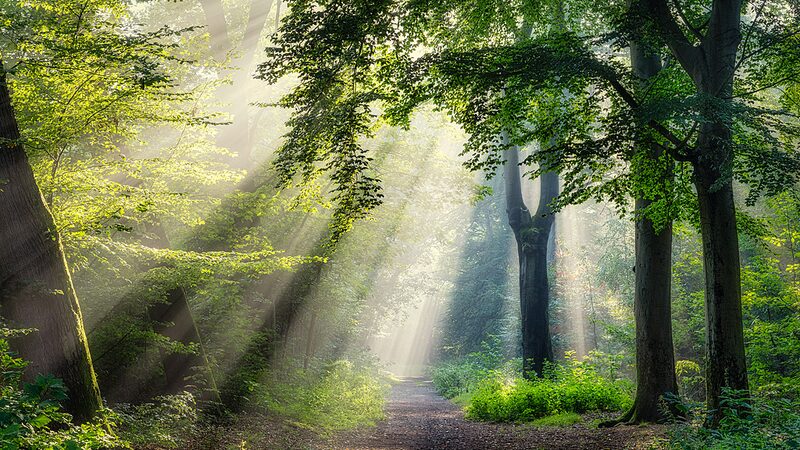 COP16_en_Colombia__Encuentro_Global_por_la_Biodiversidad_y_los_Esfuerzos_Pioneros_de_China