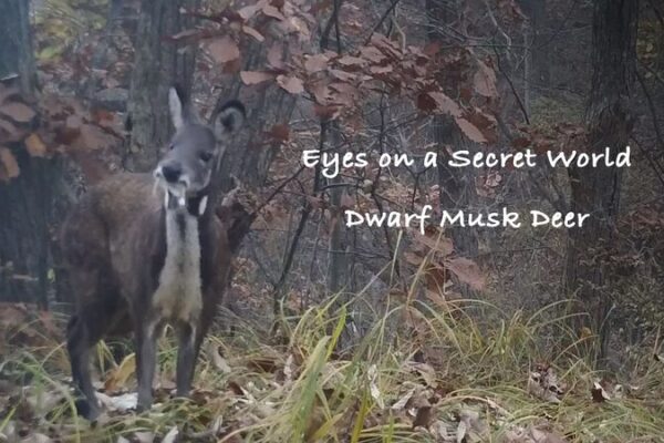 Cámaras Secretas Revelan el Misterio del Ciervo Almizclero Enano Espumante 🦌 Ca_maras_Secretas_Revelan_el_Misterio_del_Ciervo_Almizclero_Enano_Espumante__ video poster