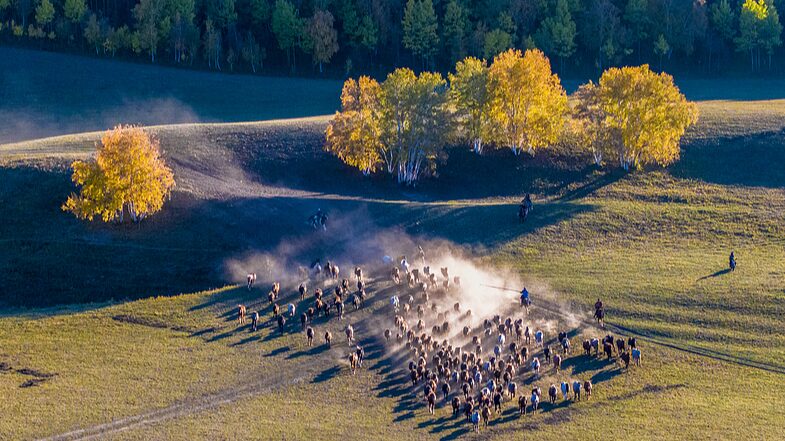 Caballos_salvajes_galopan_por_las_praderas_oton_ales_de_Mongolia_Interior