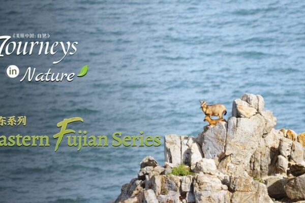 Cabras en el mar: Descubre los pastizales naturales del este de Fujian Cabras_en_el_mar__Descubre_los_pastizales_naturales_del_este_de_Fujian video poster