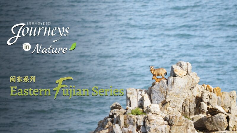 Cabras_en_el_mar__Descubre_los_pastizales_naturales_del_este_de_Fujian video poster