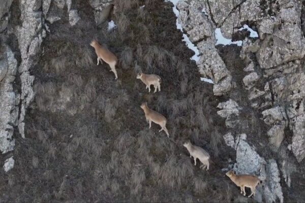 Cabras_siberianas_sorprenden_en_las_alturas_de_las_montan_as_Kunlun__China video poster