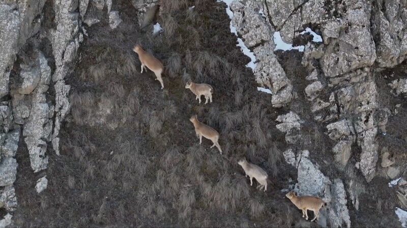 Cabras_siberianas_sorprenden_en_las_alturas_de_las_montan_as_Kunlun__China video poster