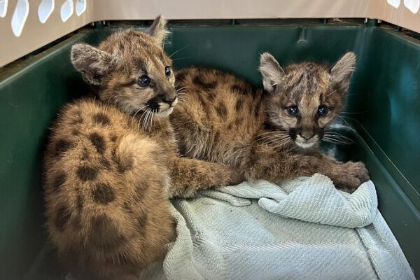 Cachorros de puma huérfanos encuentran un nuevo hogar en California Cachorros_de_puma_hue_rfanos_encuentran_un_nuevo_hogar_en_California