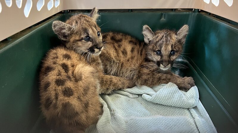 Cachorros_de_puma_hue_rfanos_encuentran_un_nuevo_hogar_en_California