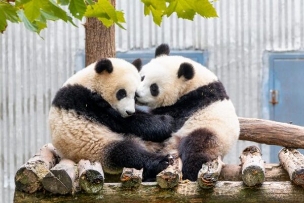 Calidez Invernal: Las Crías de Panda Gigante Comparten Tiernos Abrazos en la Base de Sichuan Calidez_Invernal__Las_Cri_as_de_Panda_Gigante_Comparten_Tiernos_Abrazos_en_la_Base_de_Sichuan