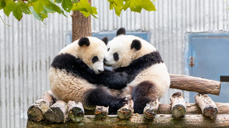 Calidez_Invernal__Las_Cri_as_de_Panda_Gigante_Comparten_Tiernos_Abrazos_en_la_Base_de_Sichuan