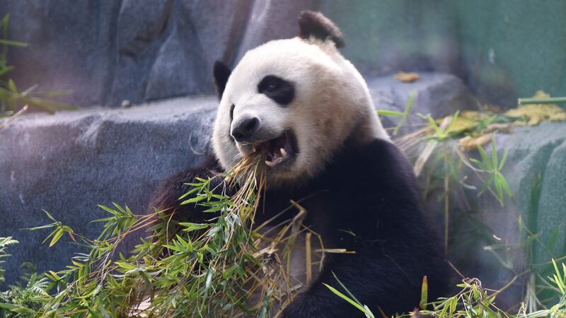 California_declara_el_Di_a_del_Panda_mientras_dos_pandas_gigantes_debutan_en_el_Zoolo_gico_de_San_Diego