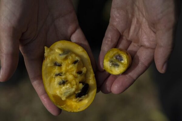 Cambio_Clima_tico_Afecta_al_Fruto_de_Pawpaw__Cosechas_Tempranas_y_Amargas_en_Ohio__