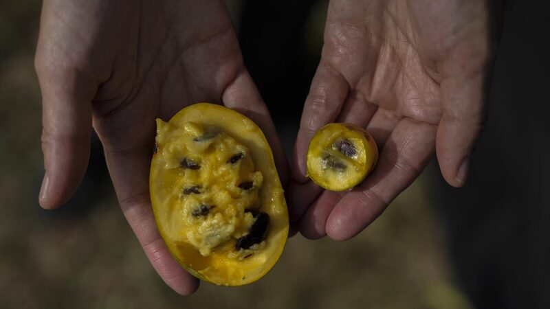Cambio_Clima_tico_Afecta_al_Fruto_de_Pawpaw__Cosechas_Tempranas_y_Amargas_en_Ohio__