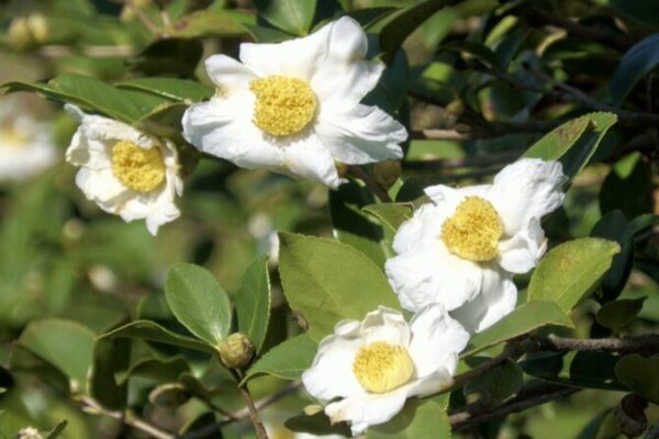 Camelias blancas como la nieve en Guizhou: un fragante preludio a la cosecha 🌸 Camelias_blancas_como_la_nieve_en_Guizhou__un_fragante_preludio_a_la_cosecha__ video poster