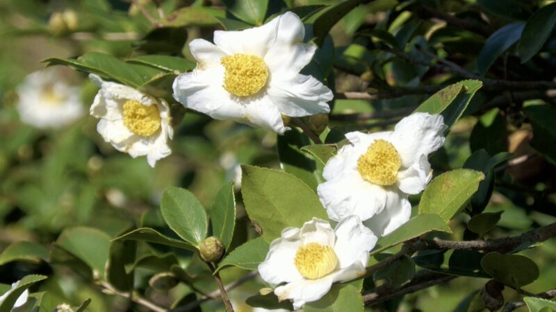 Camelias_blancas_como_la_nieve_en_Guizhou__un_fragante_preludio_a_la_cosecha__ video poster