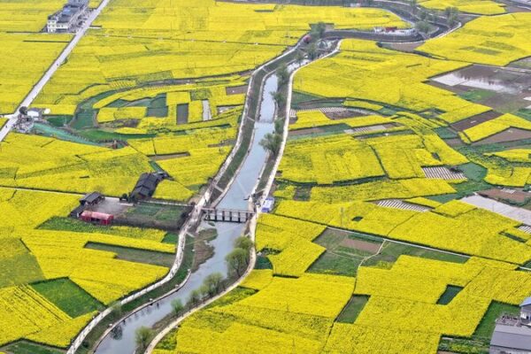 _Campos_dorados_en_Sichuan____La_primavera_florece_en_Gulin