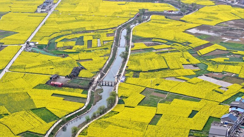 _Campos_dorados_en_Sichuan____La_primavera_florece_en_Gulin