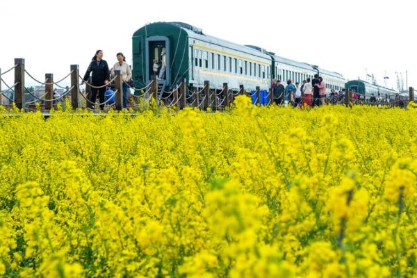 Campos florecientes de colza en Kunming señalan la llegada de la primavera 🌼 Campos_florecientes_de_colza_en_Kunming_sen_alan_la_llegada_de_la_primavera__