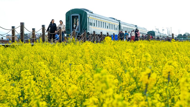 Campos_florecientes_de_colza_en_Kunming_sen_alan_la_llegada_de_la_primavera__