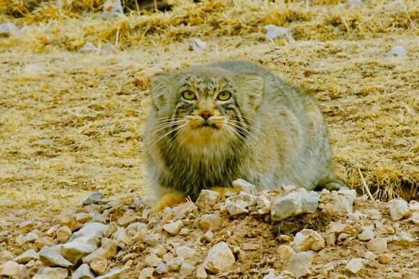 Cara_Grun_ona__Corazo_n_Peludo__El_Gato_de_Pallas_de_Qinghai video poster
