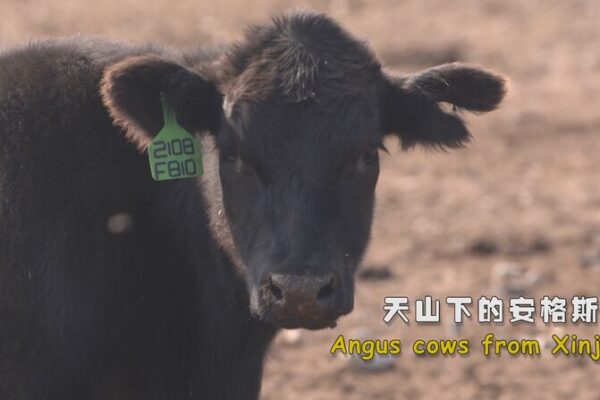 Carne de Res Angus Orgánica de Xinjiang: Una Revolución Deliciosa 🐄✨ Carne_de_Res_Angus_Orga_nica_de_Xinjiang__Una_Revolucio_n_Deliciosa___ video poster
