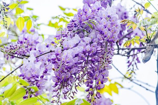 Cascadas de flores de glicinia china en la provincia de Jiangxi 🌸 Cascadas_de_flores_de_glicinia_china_en_la_provincia_de_Jiangxi__