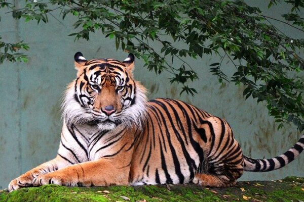 Celebra el Día Internacional del Tigre en vivo desde Zoo Negara, Malasia! 🐯 Celebra_el_Di_a_Internacional_del_Tigre_en_vivo_desde_Zoo_Negara__Malasia___ video poster