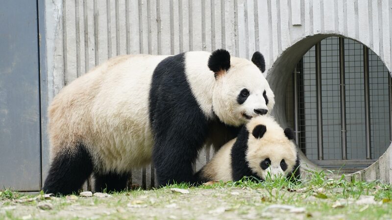 Celebrando_a_las_mama_s_animales__Las_heroi_nas_desinteresadas_de_la_naturaleza__