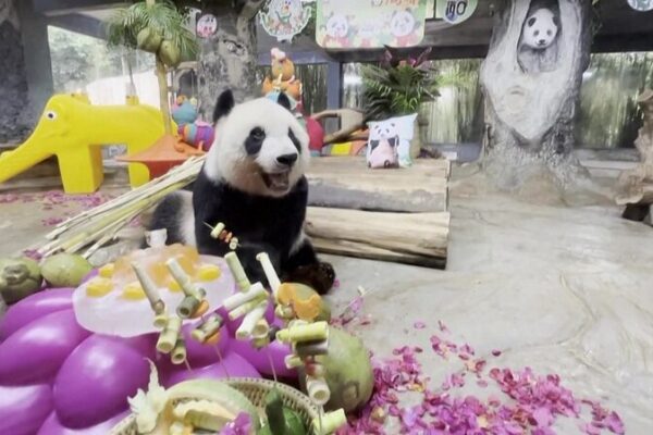 Celebrando cinco años llenos de bambú con Gong Gong y Shun Shun en la Isla de Hainan 🎉🐼 Celebrando_cinco_an_os_llenos_de_bambu__con_Gong_Gong_y_Shun_Shun_en_la_Isla_de_Hainan___