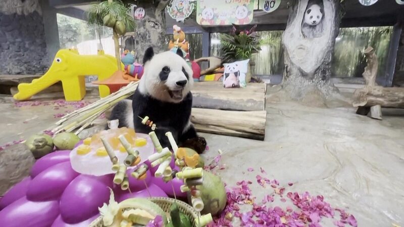 Celebrando_cinco_an_os_llenos_de_bambu__con_Gong_Gong_y_Shun_Shun_en_la_Isla_de_Hainan___