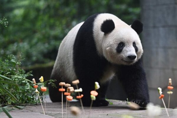 Celebrando el 7º cumpleaños de Xiang Xiang: ¡Una fiesta de pandas en Sichuan 🎉🐼! Celebrando_el_7o_cumplean_os_de_Xiang_Xiang___Una_fiesta_de_pandas_en_Sichuan____