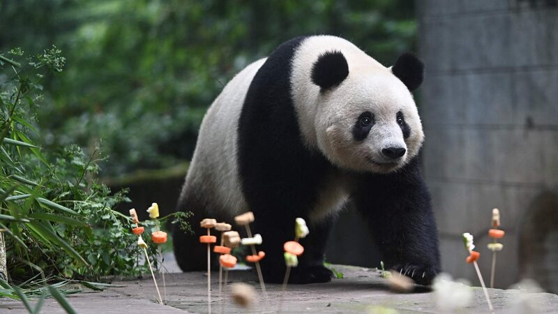 Celebrando_el_7o_cumplean_os_de_Xiang_Xiang___Una_fiesta_de_pandas_en_Sichuan____