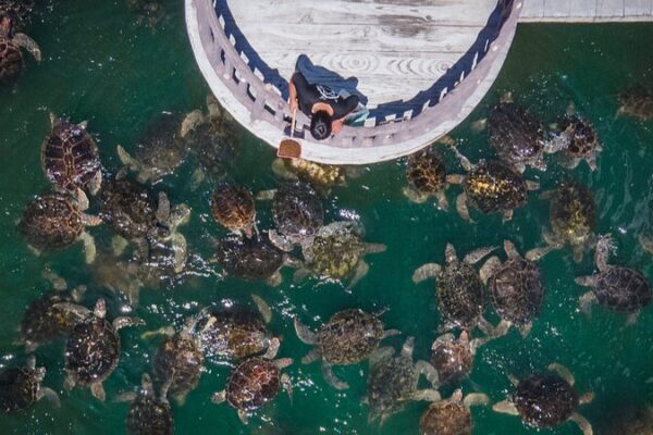 _Celebremos_el_Di_a_Mundial_de_las_Tortugas___