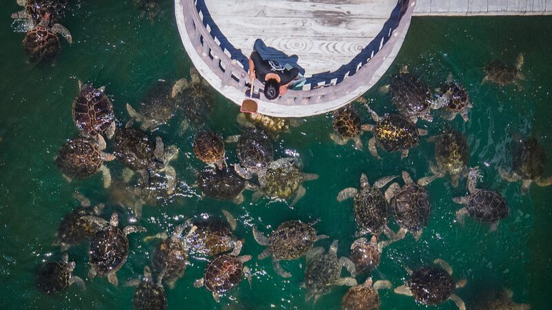 _Celebremos_el_Di_a_Mundial_de_las_Tortugas___