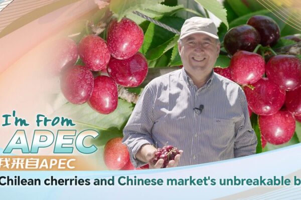 Cerezas_chilenas__un_vi_nculo_fructi_fero_con_el_mercado_chino video poster