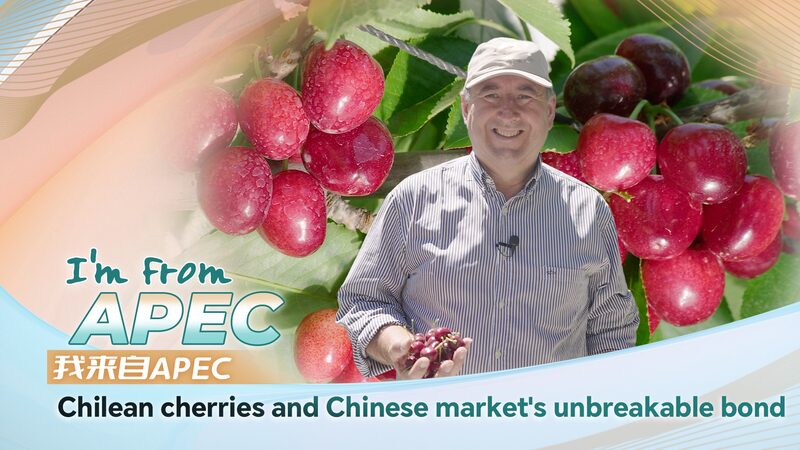 Cerezas_chilenas__un_vi_nculo_fructi_fero_con_el_mercado_chino video poster