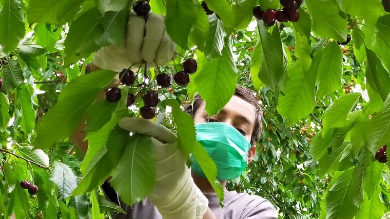 Cerezas_paquistani_es_traen_dulce_sabor_a_la_China_continental__