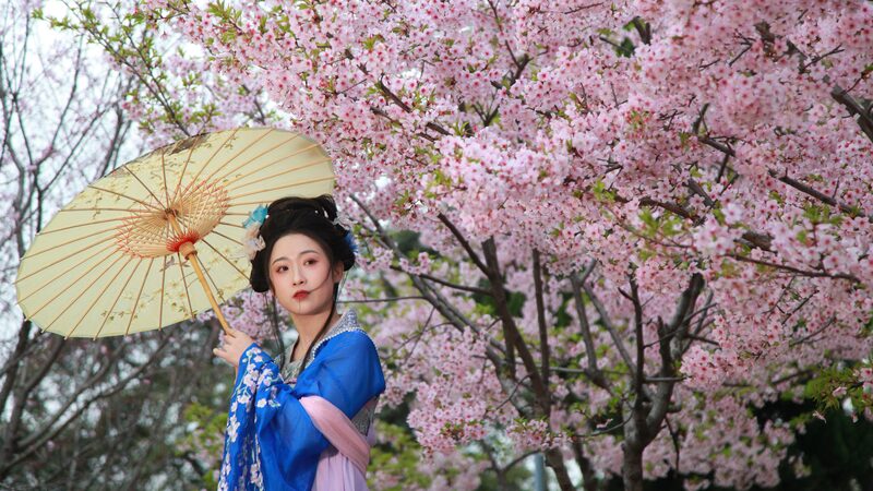 Cerezos_en_Flor_en_el_Parque_del_Lago_Xuanwu_de_Nanjing_Encantan_a_los_Visitantes