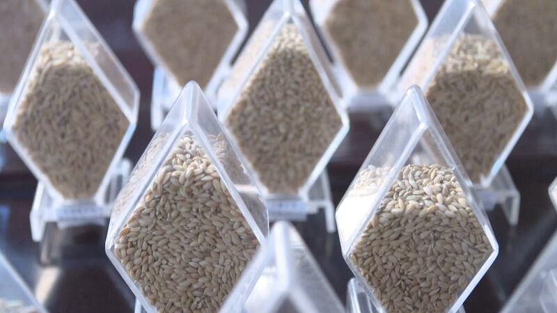 China_completa_su_mayor_estudio_nacional_de_recursos_gene_ticos_agri_colas