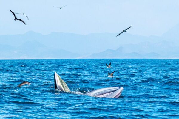 China_construyendo_un_futuro_verde__Protegiendo_glaciares_y_ballenas___ video poster