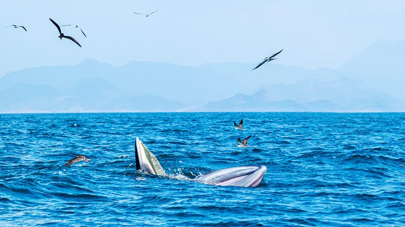 China_construyendo_un_futuro_verde__Protegiendo_glaciares_y_ballenas___ video poster